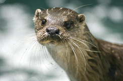 Loutre